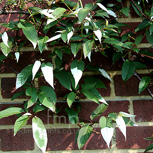 Actinidia pilosula