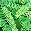 Adiantum aleuticum - himlayan maidenhair fern