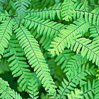 Adiantum aleuticum (Himlayan Maidenhair Fern)