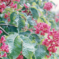 Aesculus x carnea - 'Briotii'