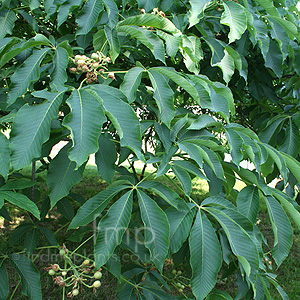 Aesculus  flava