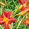 Hemerocallis - Elizabeth Salisbury - Day Lily
