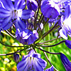 Agapanthus - Mabel Grey - African Lily
