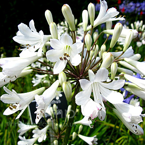 Agapanthus praecox - 'Albiflorus' (African Lily)