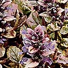 Ajuga reptans - Burgundy Glow - Bugle