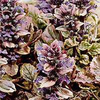 Ajuga reptans - 'Burgundy Glow'' (Bugle)