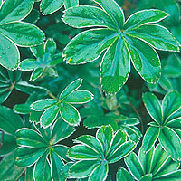 Alchemilla alpina (Alpine Ladies Mantle, Alchemilla)