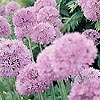 Allium aflatunense - Ornamental Onion, Allium