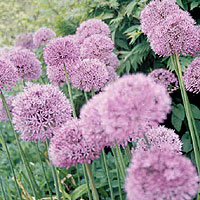 Allium aflatunense (Ornamental Onion, Allium)