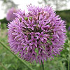 Allium  hollandicum - Purple Sensation - Allium, Ornamental Onion