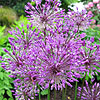 Allium - Purple King - Allium