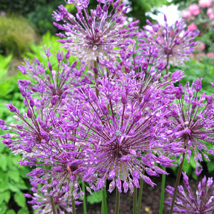 Allium - 'Purple King' (Allium)