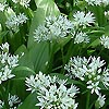 Allium ursinum - Wild Garlic, Allium