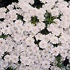 Alyssum wulfenianum - Alyssum