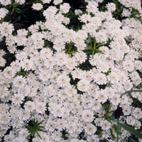 Alyssum wulfenianum (Alyssum)