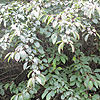 Amelanchier alnifolia - Amelanchier