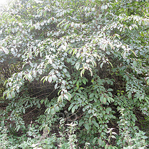 Amelanchier alnifolia (Amelanchier)
