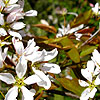 Amelanchier x grandiflora - Robin Hill - Amerlanchier