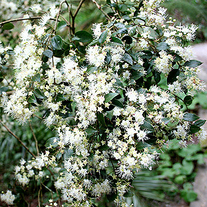 Amomyrtus luma