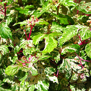 Ampelopsis brevipedunculata - 'Elegans' (Peppervine, Ampelopsis)