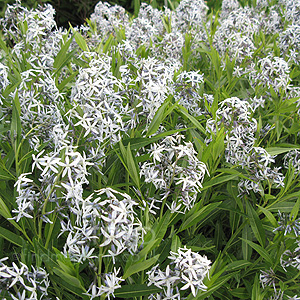 Amsonia orientalis