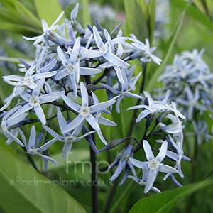 Amsonia tabernaemontana - 'Salicifolia'