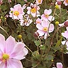Anemone hupehensis - September Charm - Wind Flower