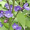 Anchusa azurea - Loddon Royalist - Bugloss, Alkanet