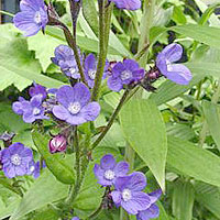 Anchusa azurea - 'Loddon Royalist' (Bugloss, Alkanet)