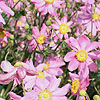 Anemone hupehensis - Prinz Heinrich - Wind Flower
