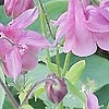 Aquilegia vulgaris - Altrosa - Columbine, Aquilegia