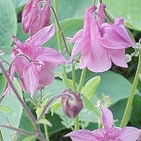 Aquilegia vulgaris - 'Altrosa' (Columbine, Aquilegia)