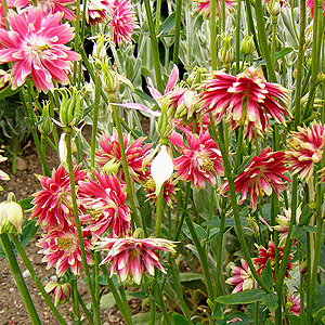 Aquilegia vulgaris - Nora Barlow (Columbine, Aquilega)