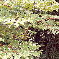 Aralia elata - 'Variegata' (Japanes Angelica Tree)