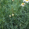 Argyranthemum gracile - Chelsea Girl - Argaranthemum, Marguerite