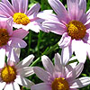 argyranthemum - petit pink - Argyranthemum, Marguerite