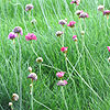 Armeria maritima - Thrift, Armeria