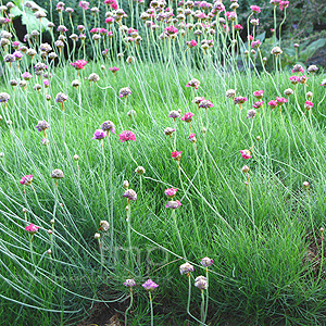 Armeria maritima (Thrift, Armeria)