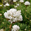 Armeria pseudoarmeria - Sea Pink, Armeria