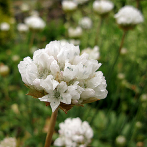 Armeria pseudoarmeria (Sea Pink, Armeria)