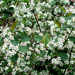Aronia melanocarpa - Elata