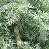 Artemisia - Powis Castle - Southernwood, Artemisia