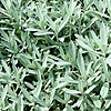 Artemisia ludoviciana - Silver Queen - Artemisia