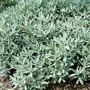 Artemisia ludoviciana - Silver Queen (Artemisia)