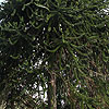 Araucaria arucana - Monkey Puzzle tree