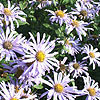 Aster X fricartii - Monch - Michaelmas Daisy