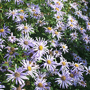 Aster X fricartii - 'Monch' (Michaelmas Daisy)