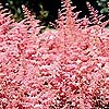 Astilbe x arendsii - Bressingham Beauty - False Goatsbeard