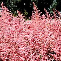 Astilbe x arendsii - 'Bressingham Beauty' (False Goatsbeard)