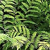 Athyrium filix - femina - Lady Fern